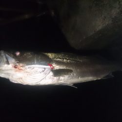 石津にてシーバス釣行